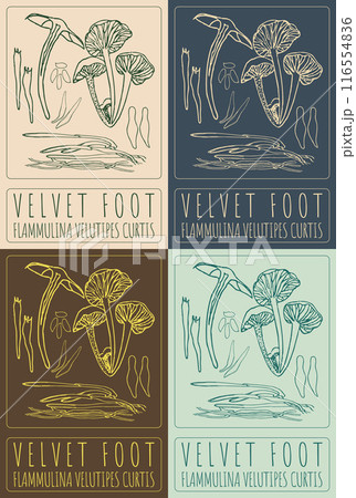 Set of vector drawing VELVET FOOT in various colors. Hand drawn illustration. The Latin name is FLAMMULINA VELUTIPES CURTIS . 116554836