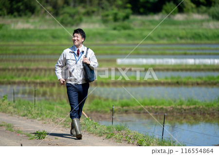 田んぼを歩く職員 116554864