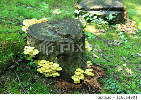 朽ちた切り株のタモギタケ　タノキノコ　食用キノコ　タモギタケ 116554901