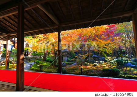 【京都府】圓光寺の額縁庭園の紅葉(十牛之庭) 【京都府】圓光寺の額縁庭園の紅葉(十牛之庭) 116554909