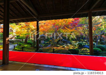 【京都府】圓光寺の額縁庭園の紅葉(十牛之庭) 【京都府】圓光寺の額縁庭園の紅葉(十牛之庭) 116554913