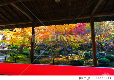 【京都府】圓光寺の額縁庭園の紅葉（十牛之庭） 116554914
