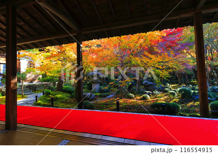 【京都府】圓光寺の額縁庭園の紅葉（十牛之庭） 116554915