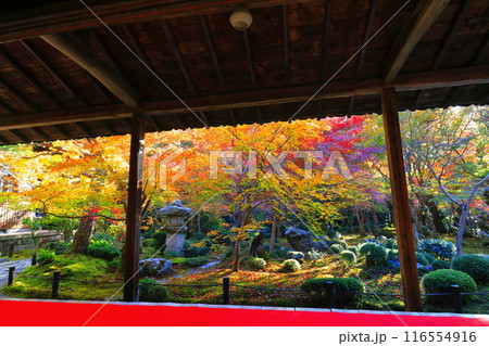 【京都府】圓光寺の額縁庭園の紅葉（十牛之庭） 116554916