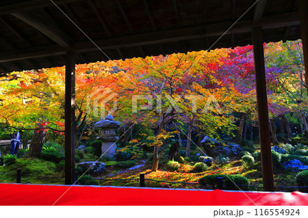 【京都府】圓光寺の額縁庭園の紅葉（十牛之庭） 116554924