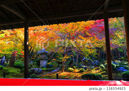 【京都府】圓光寺の額縁庭園の紅葉(十牛之庭) 【京都府】圓光寺の額縁庭園の紅葉(十牛之庭) 116554925