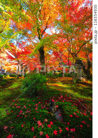 【京都府】晴天の圓光寺の紅葉 116554930