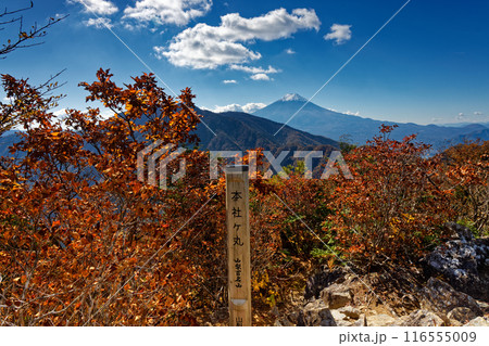 紅葉の本社ヶ丸から見る富士山 紅葉の本社ヶ丸から見る富士山 116555009