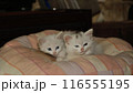 白色の2匹の可愛い猫ちゃん 116555195