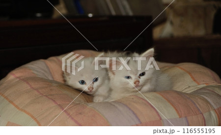 白色の2匹の可愛い猫ちゃん 白色の2匹の可愛い猫ちゃん 116555195