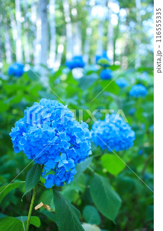 青い紫陽花 116555335