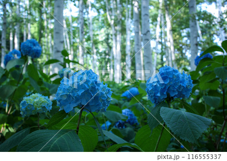 青いアジサイと白樺の木々 116555337