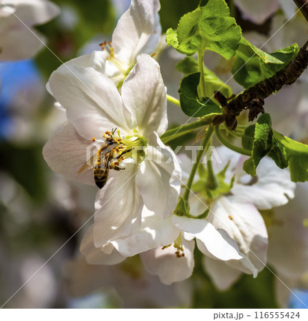 Bees collect pollen 116555424