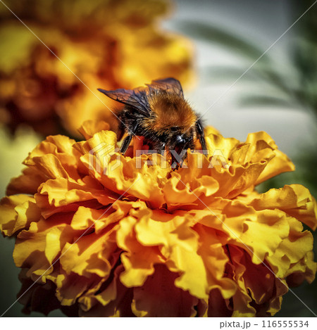 The bee collects pollen The bee collects pollen 116555534