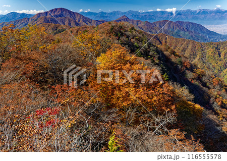 本社ヶ丸から見る紅葉の御坂山地と南アルプス 116555578