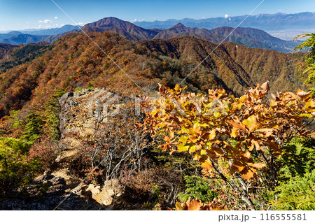 本社ヶ丸から見る紅葉の御坂山地と南アルプス 116555581