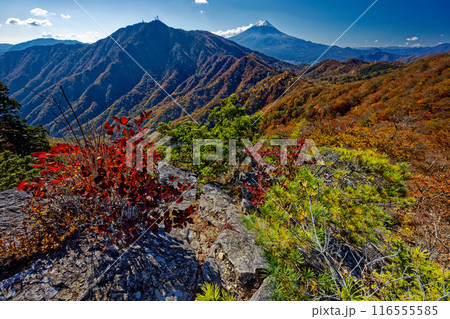 紅葉の本社ヶ丸稜線から見る三ツ峠と富士山 紅葉の本社ヶ丸稜線から見る三ツ峠と富士山 116555585