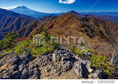 紅葉の本社ヶ丸稜線から見る三ツ峠と富士山 紅葉の本社ヶ丸稜線から見る三ツ峠と富士山 116555587