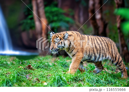 Tiger cub in the wild. Baby animal in green grass on waterfall background 116555666