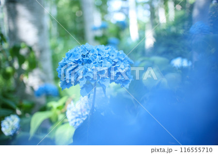 青い紫陽花 青い紫陽花 116555710