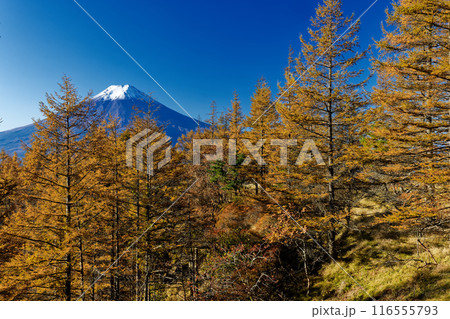 三ツ峠のカラマツの黄葉と冠雪した富士山 三ツ峠のカラマツの黄葉と冠雪した富士山 116555793