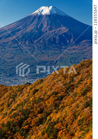 紅葉の三ツ峠から望む冠雪した富士山 116555847