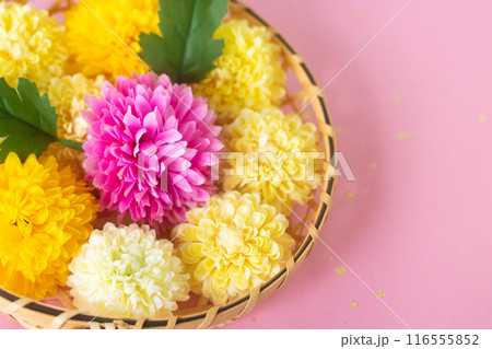 菊・重陽の節句9月9日 116555852