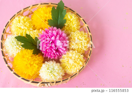 菊・重陽の節句9月9日 菊・重陽の節句9月9日 116555853