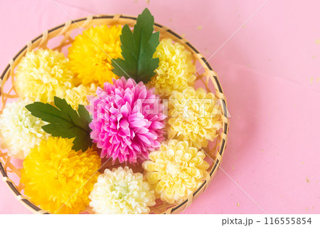 菊・重陽の節句9月9日 菊・重陽の節句9月9日 116555854
