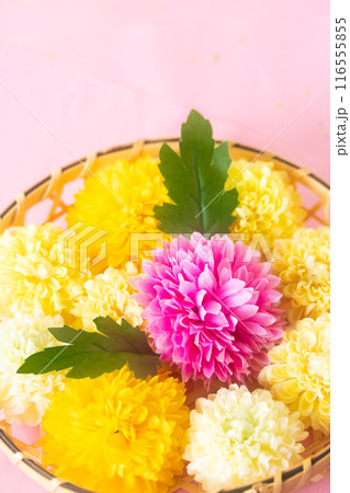 菊・重陽の節句9月9日 116555855