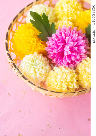 菊・重陽の節句9月9日 116555856