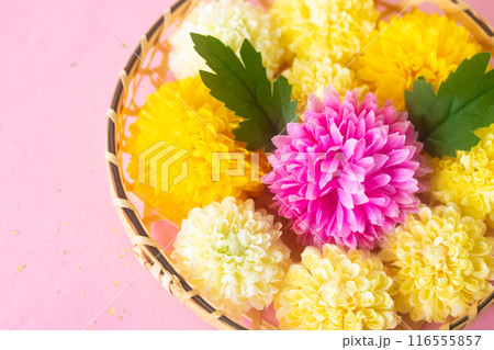 菊・重陽の節句9月9日 116555857