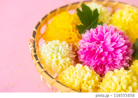 菊・重陽の節句9月9日 菊・重陽の節句9月9日 116555858