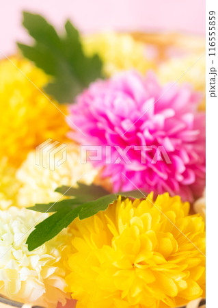 菊・重陽の節句9月9日 菊・重陽の節句9月9日 116555859