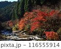下ヶ淵の紅葉 116555914