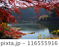 奥矢作湖の紅葉 116555916