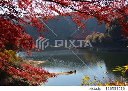 奥矢作湖の紅葉 116555916