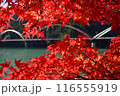 夢のかけ橋(道の駅天竜相津花桃の里)と紅葉 116555919