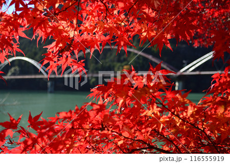 夢のかけ橋(道の駅天竜相津花桃の里)と紅葉 116555919
