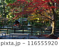小國神社の紅葉 116555920