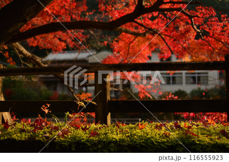 方広寺奥山公園の紅葉 方広寺奥山公園の紅葉 116555923