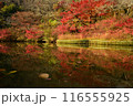方広寺奥山公園の紅葉 116555925