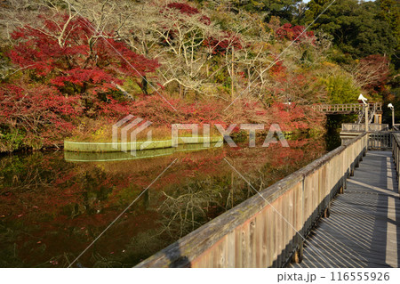 方広寺奥山公園の紅葉 116555926