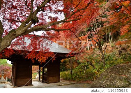 普門寺の紅葉 普門寺の紅葉 116555928