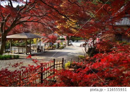 普門寺の紅葉 116555931