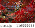普門寺の紅葉 116555933