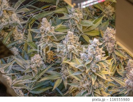 female blossom marijuana SoG Sea of Green net hemp cultivation technique Growing pot indoor bloom stage growth Medical female blossom marijuana SoG Sea of Green net hemp cultivation technique Growing pot indoor bloom stage growth Medical 116555980