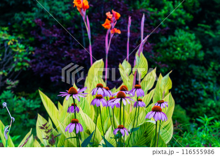 夏の花　カンナ ベンガルタイガーとムラサキバレンギク 116555986