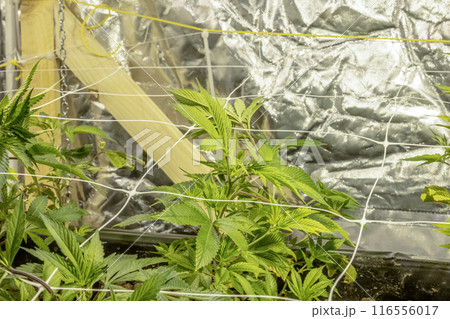 SoG Sea of Green net hemp cultivation technique Growing pot in growtent indoor Vegetative stage marijuana growth Medical 116556017