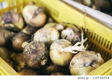 玉ねぎ 玉ねぎ 116556059